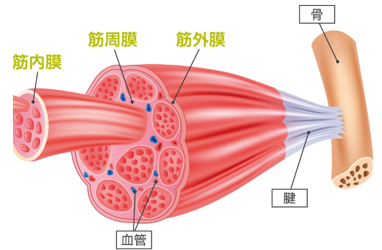 筋肉を筋膜が覆っているため