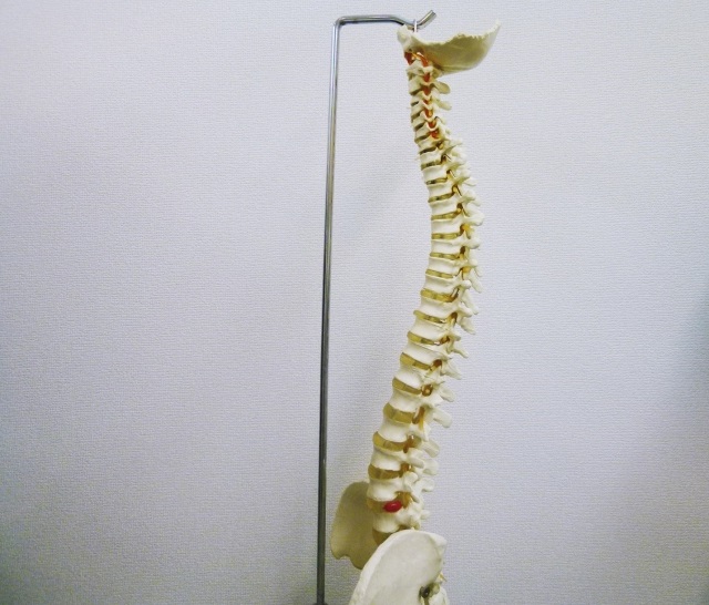 一次性頭痛の改善に筋膜リリースと骨盤調整が効果的な理由