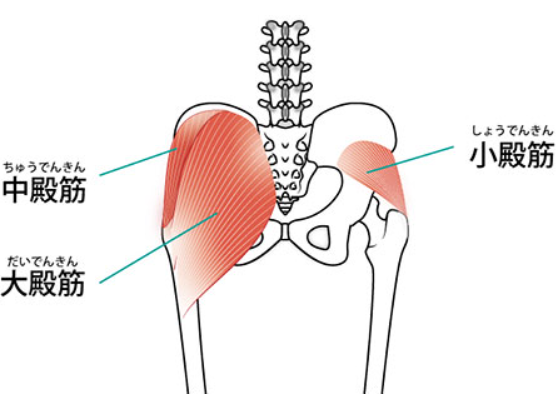 殿筋群のストレッチ